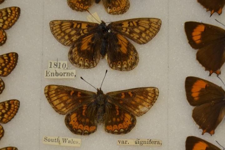 Euphydryas aurinia (1810 historic aberrations Dale Collection Oxford) (Internet Image property of respective owner, non-commercial use only)